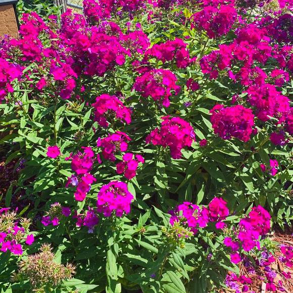 Meet your Posher, Hdamar - Picture 1 of 1